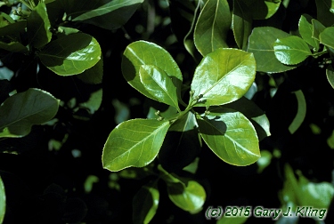 Euonymus kiautschovicus 'Manhattan'