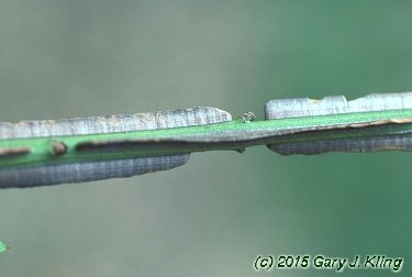 Euonymus alatus