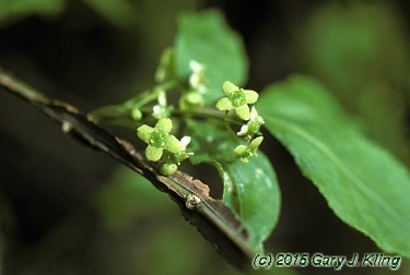 Euonymus alatus