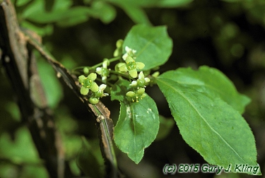 Euonymus alatus