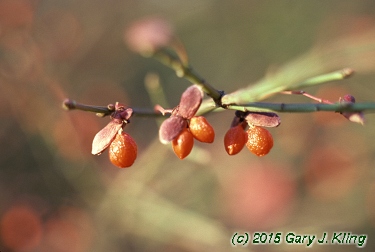 Euonymus alatus