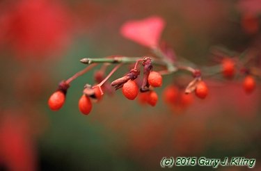 Euonymus alatus 'Compactus'