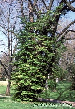 Euonymus fortunei
