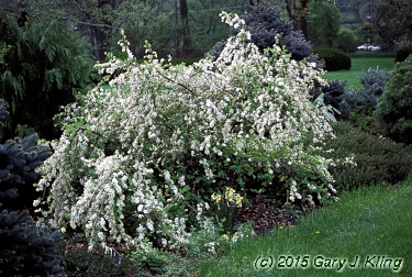 Exochorda x macrantha 'The Bride'