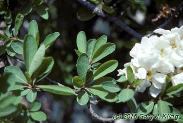 Exochorda x macrantha 'The Bride'
