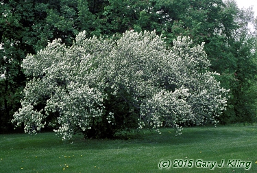 Exochorda racemosa