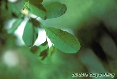Exochorda racemosa