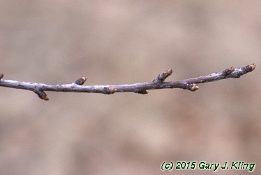 Exochorda racemosa