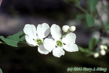 Exochorda racemosa