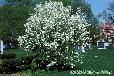 Exochorda racemosa
