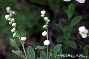 Exochorda racemosa
