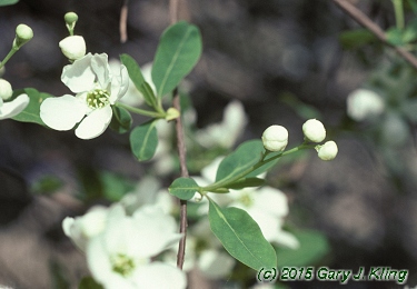 Exochorda racemosa