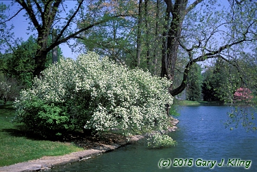 Exochorda racemosa