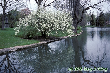 Exochorda racemosa