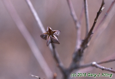 Exochorda racemosa