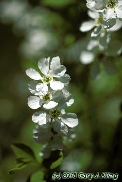 Exochorda racemosa
