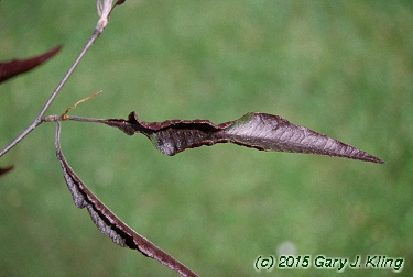 Fagus sylvatica 'Ansorgei'