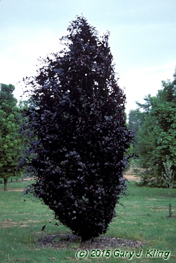 Fagus sylvatica 'Dawyck Purple