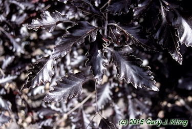 Fagus sylvatica 'Rohan-Trompenburg'