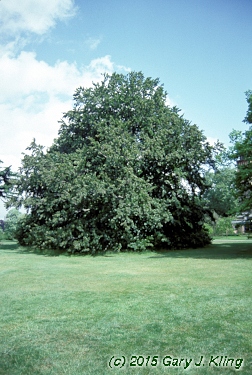 Fagus sylvatica