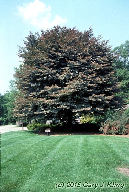 Fagus sylvatica 'Purpurea Tricolor