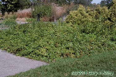 Forsythia x 'Arnold Dwarf'