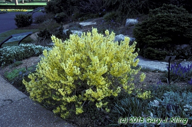 Forsythia x 'Arnold Dwarf'