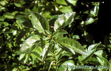 Forsythia x 'Arnold Dwarf' habit: UIPLANTS