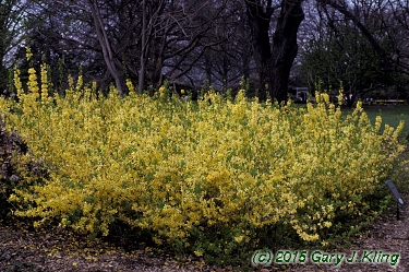 Forsythia x 'Arnold Dwarf'
