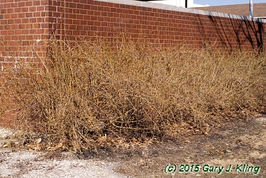 Forsythia x intermedia