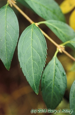 Forsythia x intermedia