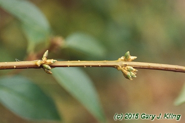 Forsythia x intermedia