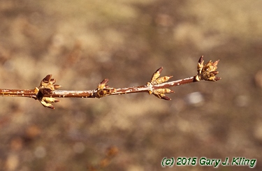 Forsythia x intermedia