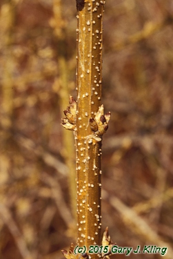 Forsythia x intermedia