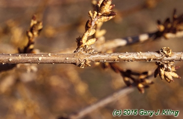 Forsythia x intermedia