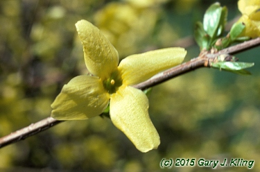 Forsythia x intermedia