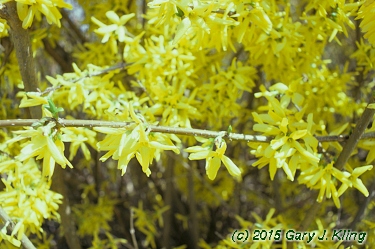 Forsythia x intermedia