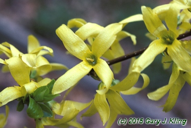 Forsythia x intermedia
