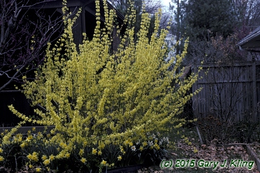 Forsythia x intermedia