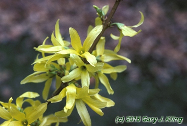 Forsythia x intermedia
