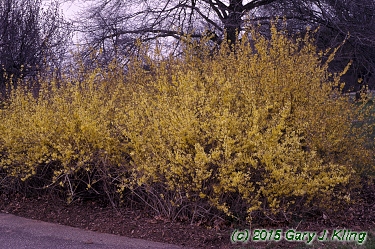 Forsythia x intermedia