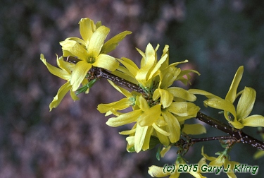Forsythia x intermedia