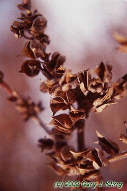Forsythia x intermedia