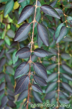 Forsythia x intermedia