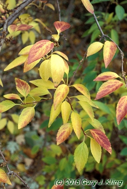 Forsythia x intermedia