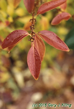 Forsythia x intermedia
