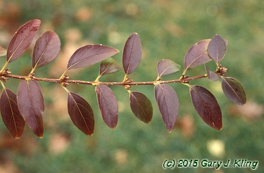 Forsythia x intermedia