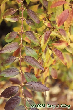 Forsythia x intermedia
