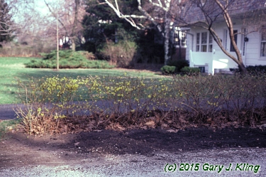 Forsythia x intermedia
