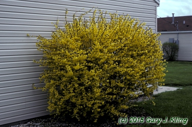 Forsythia x intermedia